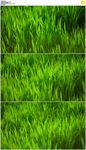 草地青草