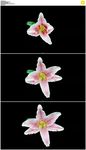 粉红色百合花盛开