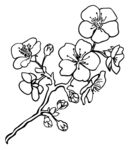 梅花