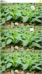 给烟草幼苗浇水