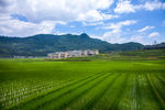 农村稻田