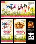 油菜花