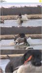 猎狗咬住鸭子实拍视频素材