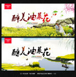 油菜花