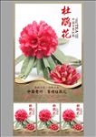 杜鹃花