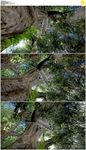 坠落在树上的飞机