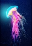 高清水母 海底水母