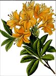 杜鹃花矢量图