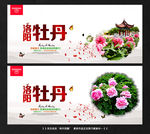 牡丹