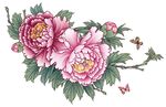 洛阳牡丹  图层分层