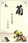 君子文化菊