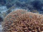 海底生物