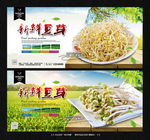 豆芽