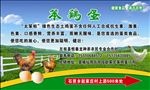 笨鸡蛋