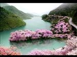 鸟瞰河道景观樱花盘山公路效果图
