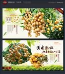 黄皮
