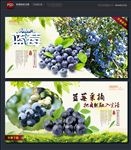 蓝莓