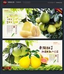 柚子