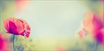 花花背景