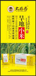太后香小米