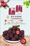 杨梅展板