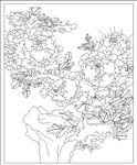 牡丹