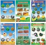 各类种植物的生长过程示意图