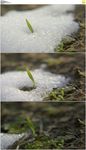 冰雪融化万物复苏