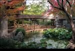 秋天池塘景观图