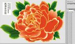 牡丹花