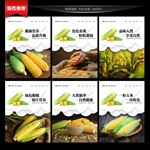 玉米
