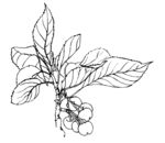白描 山楂