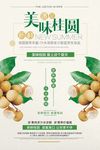 美味桂圆