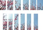 拼接梅花屏风素材CDR