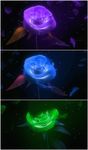 音乐玫瑰