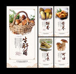 牛肝菌