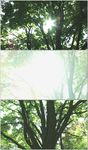树叶阳光
