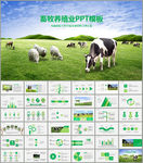草原畜牧业奶牛养殖乳业PPT