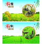 稻鳅