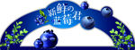 蓝莓