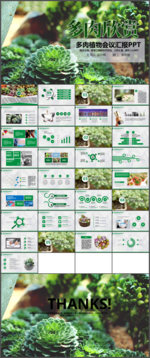 多肉植物介绍PPT模板
