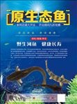 原生态鱼 野生鱼