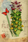 蝴蝶花卉装饰图