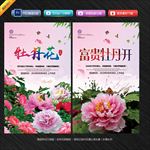 牡丹花