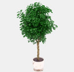 桂花盆栽模型