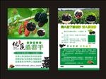 桑葚干宣传单