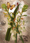 蝴蝶花卉装饰画