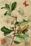 蝴蝶花卉装饰画