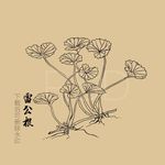 雷公根