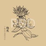 刺红花 中药红花